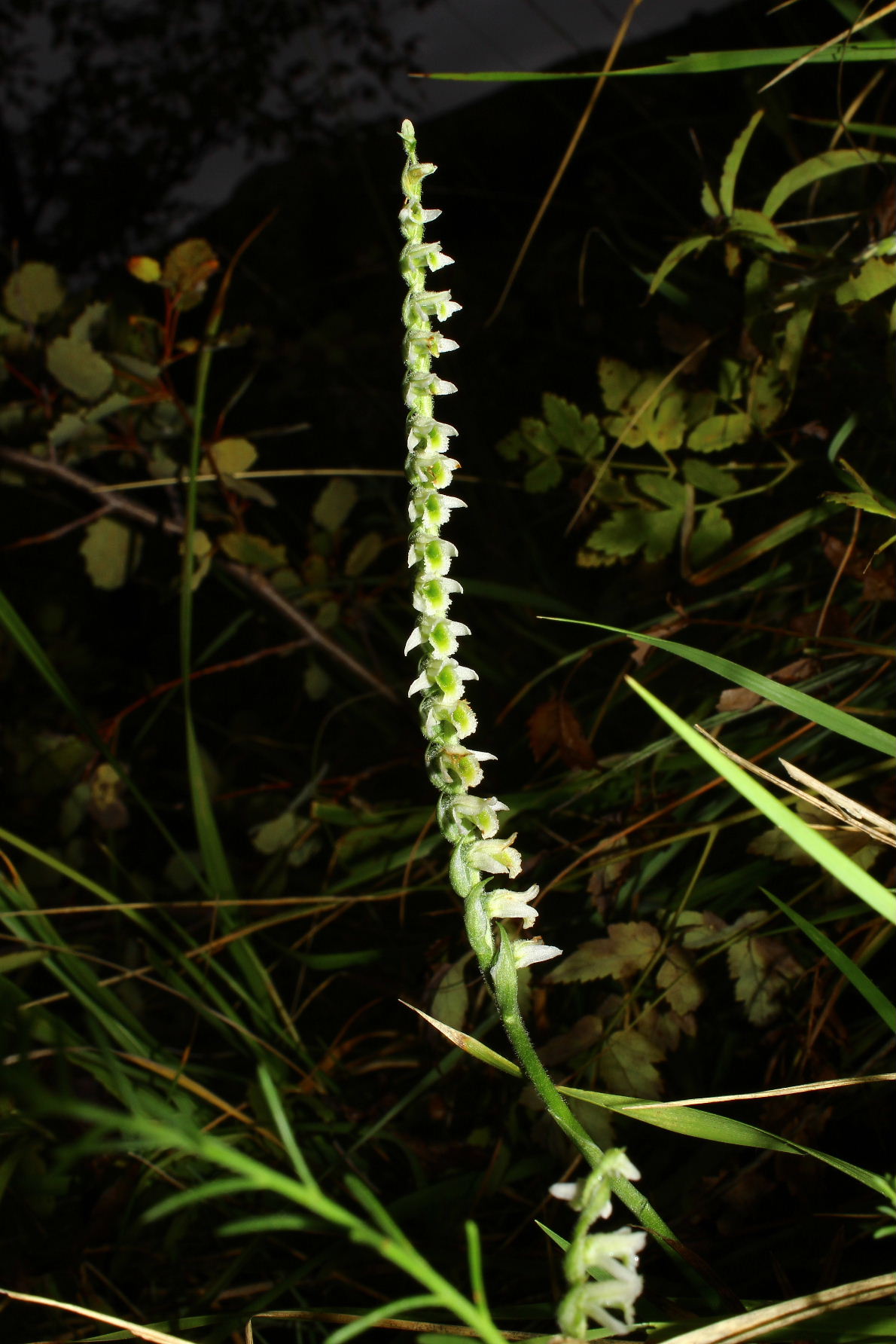 Spiranthes spiralis poco spiralis